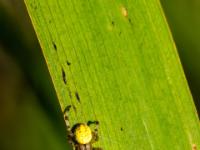 Vierfleckkreuzspinne Weibchen